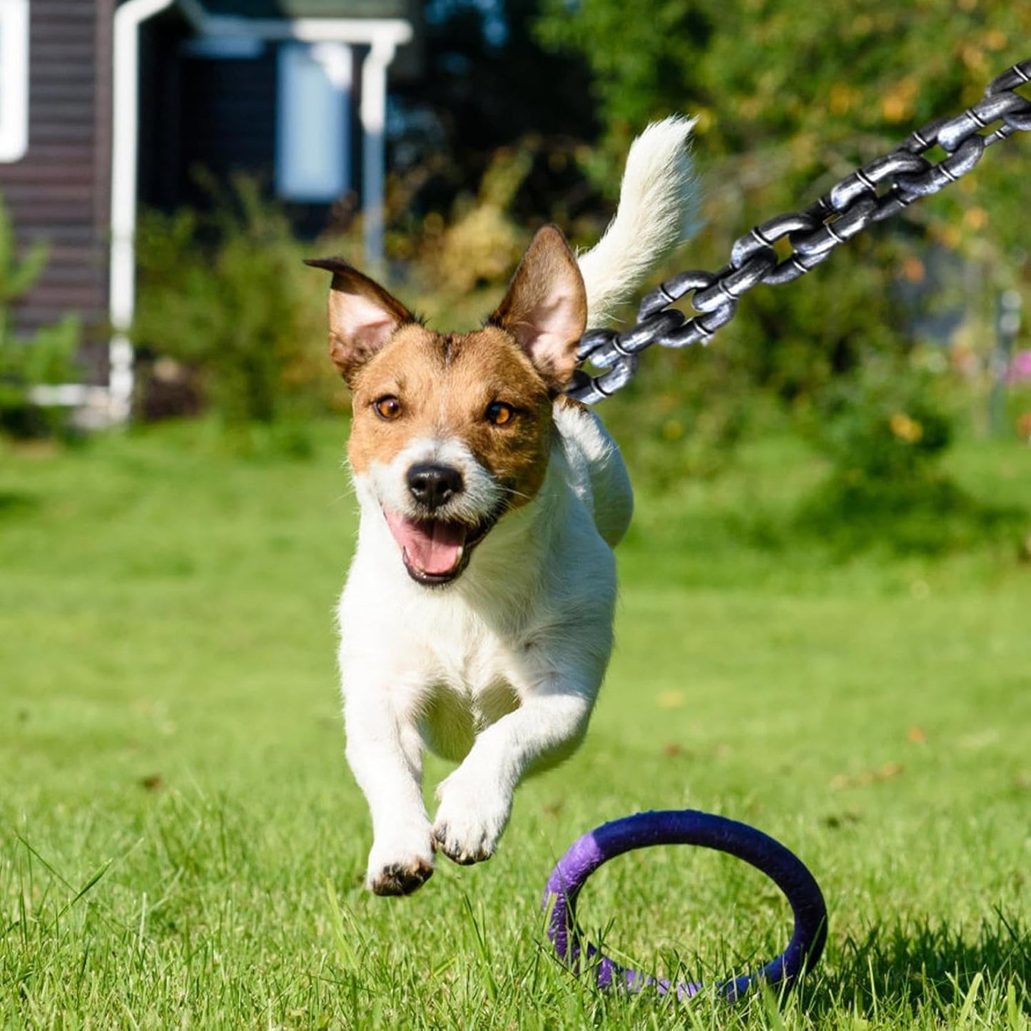 Chain Dog Leash